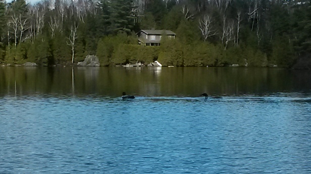 The loons return to Laurentian lake after a long, cold winter. (Photo: Jillian Page)